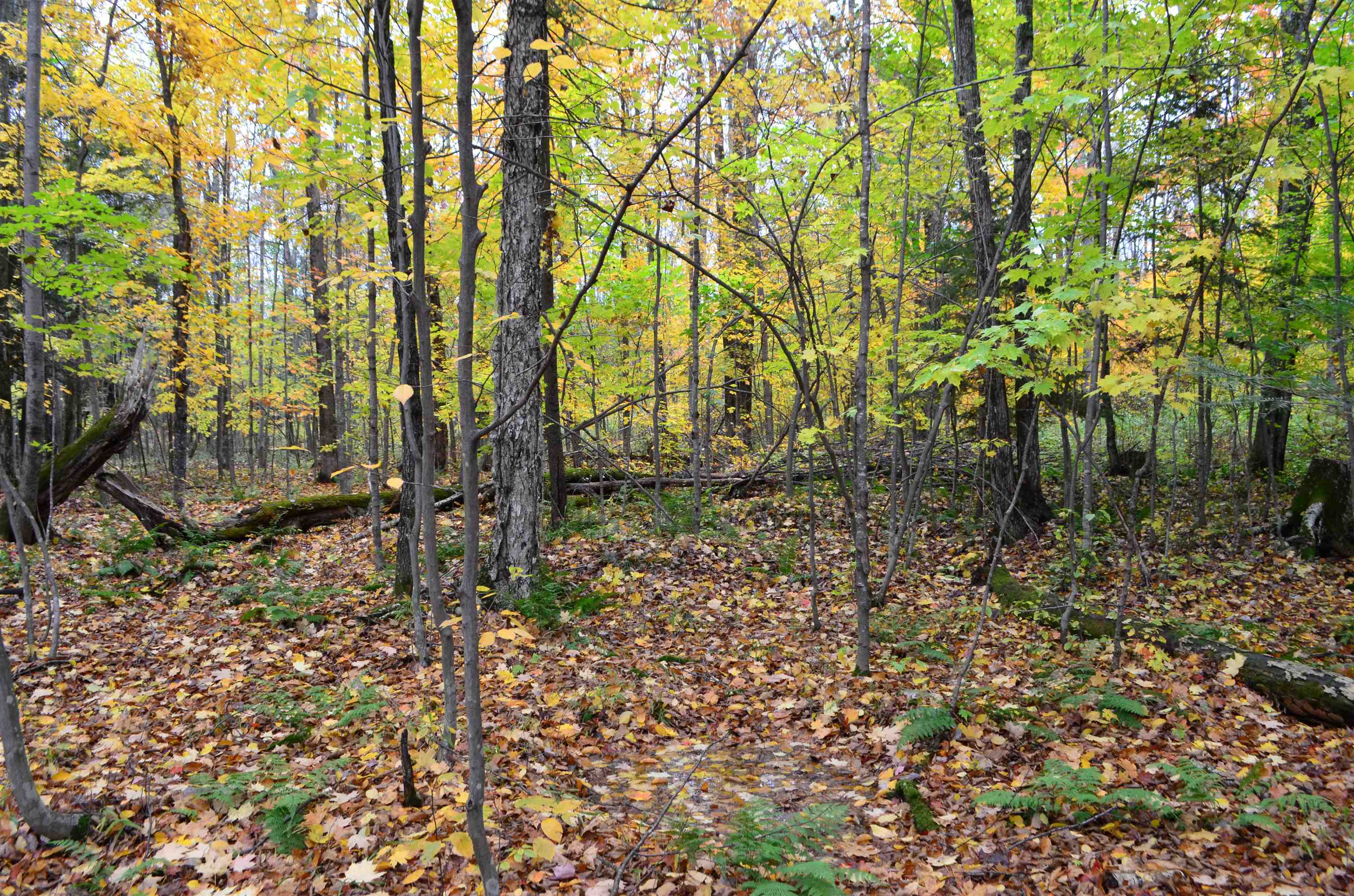 Peterson Road Gleason, WI 54435 - Photo 2 of 68