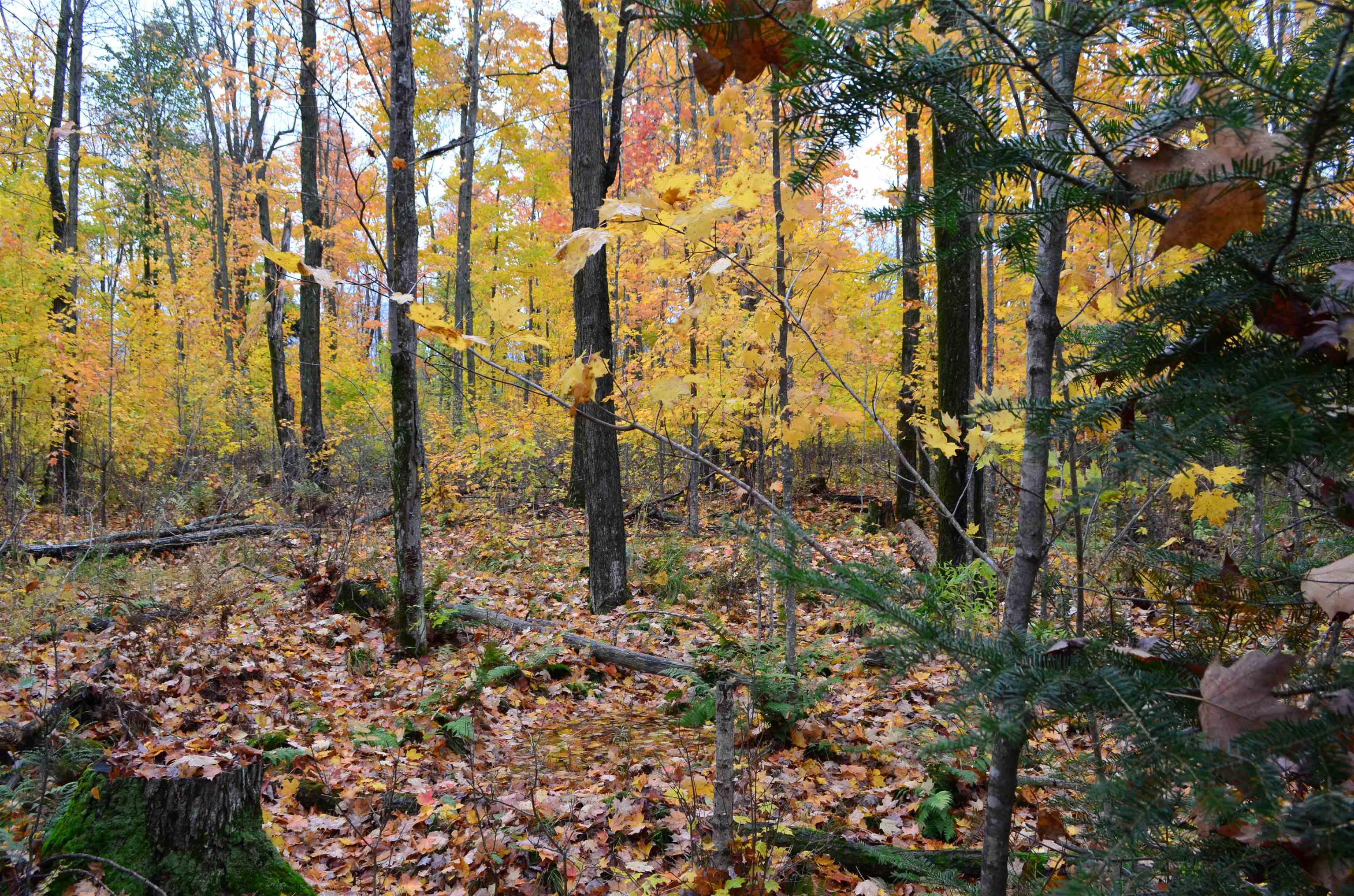 Peterson Road Gleason, WI 54435 - Photo 3 of 68