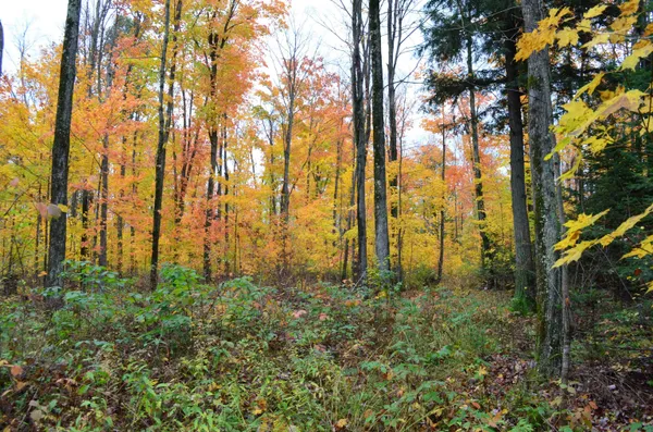 $429,900 | Peterson Road, Gleason, WI 54435