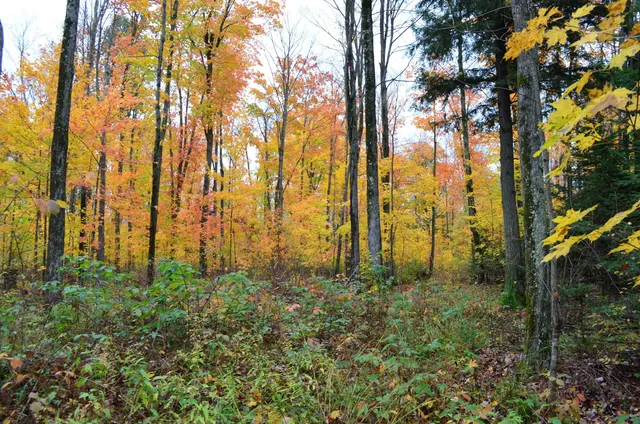 $429,900 | Peterson Road, Gleason, WI 54435