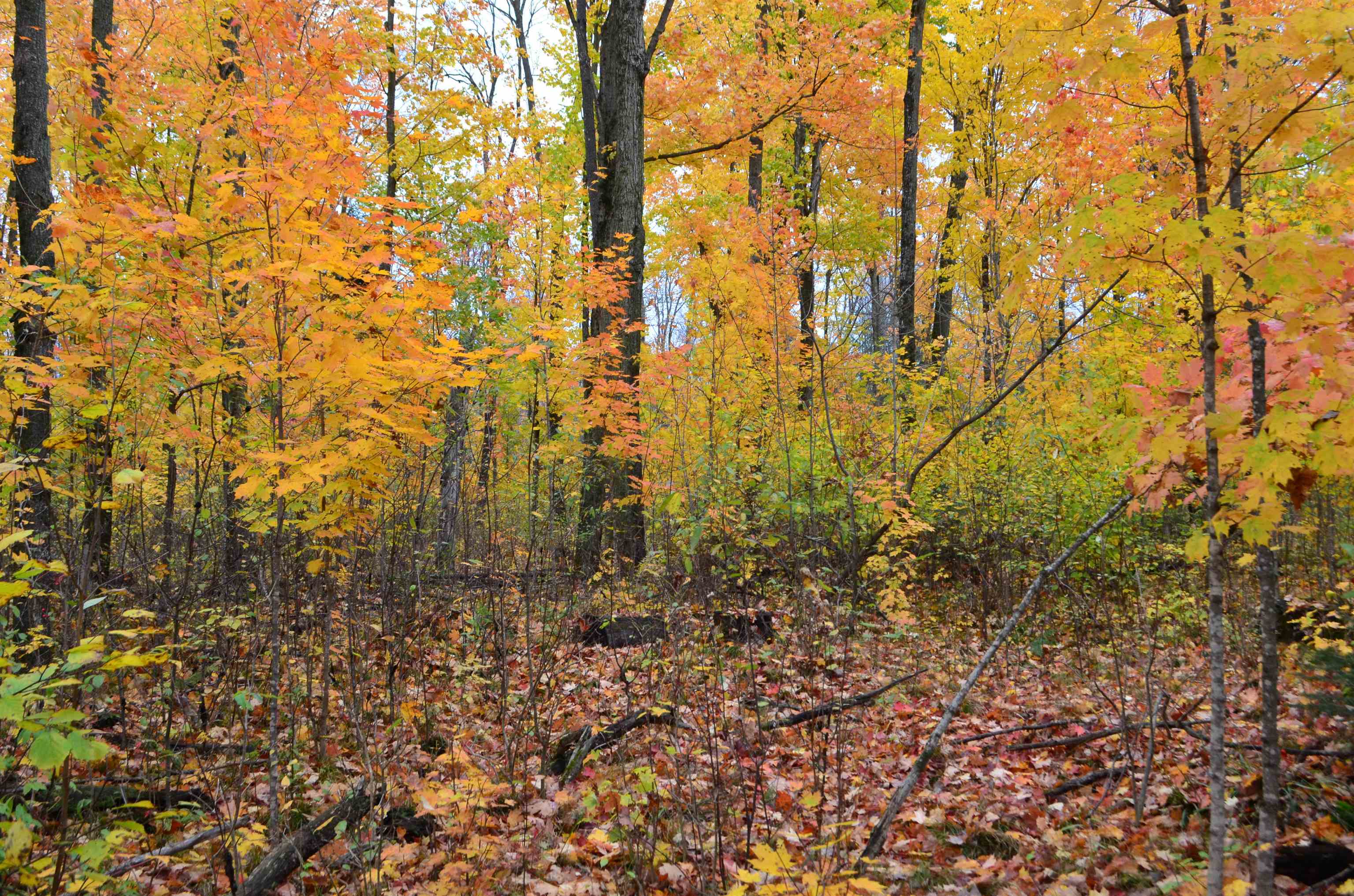 Peterson Road Gleason, WI 54435 - Photo 56 of 68