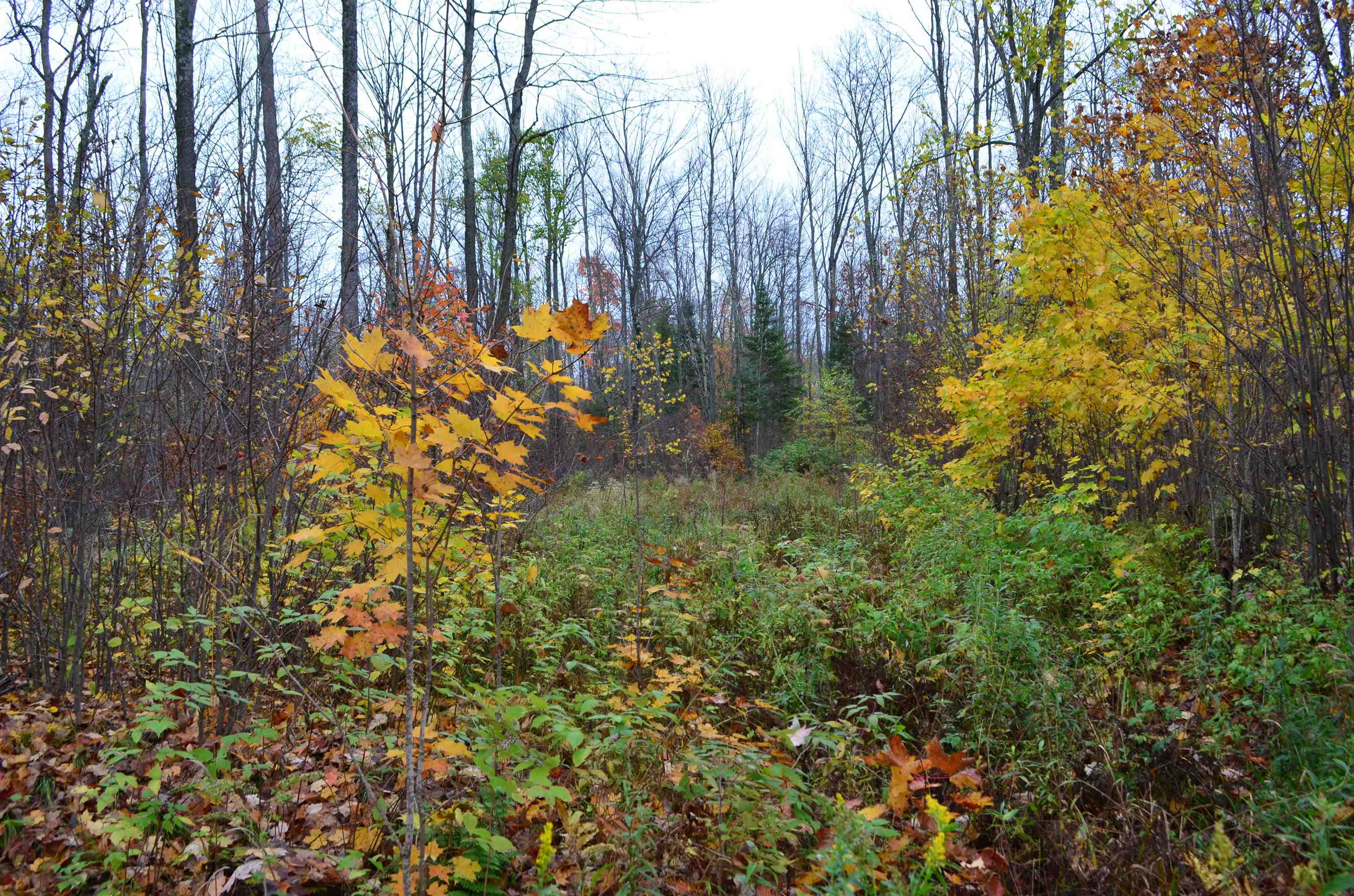 Peterson Road Gleason, WI 54435 - Photo 57 of 68