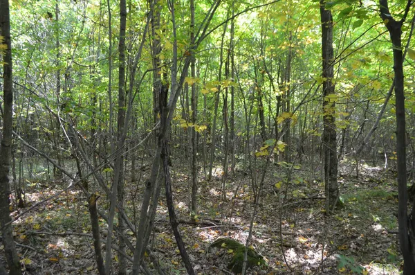 $429,900 | Peterson Road, Gleason, WI 54435