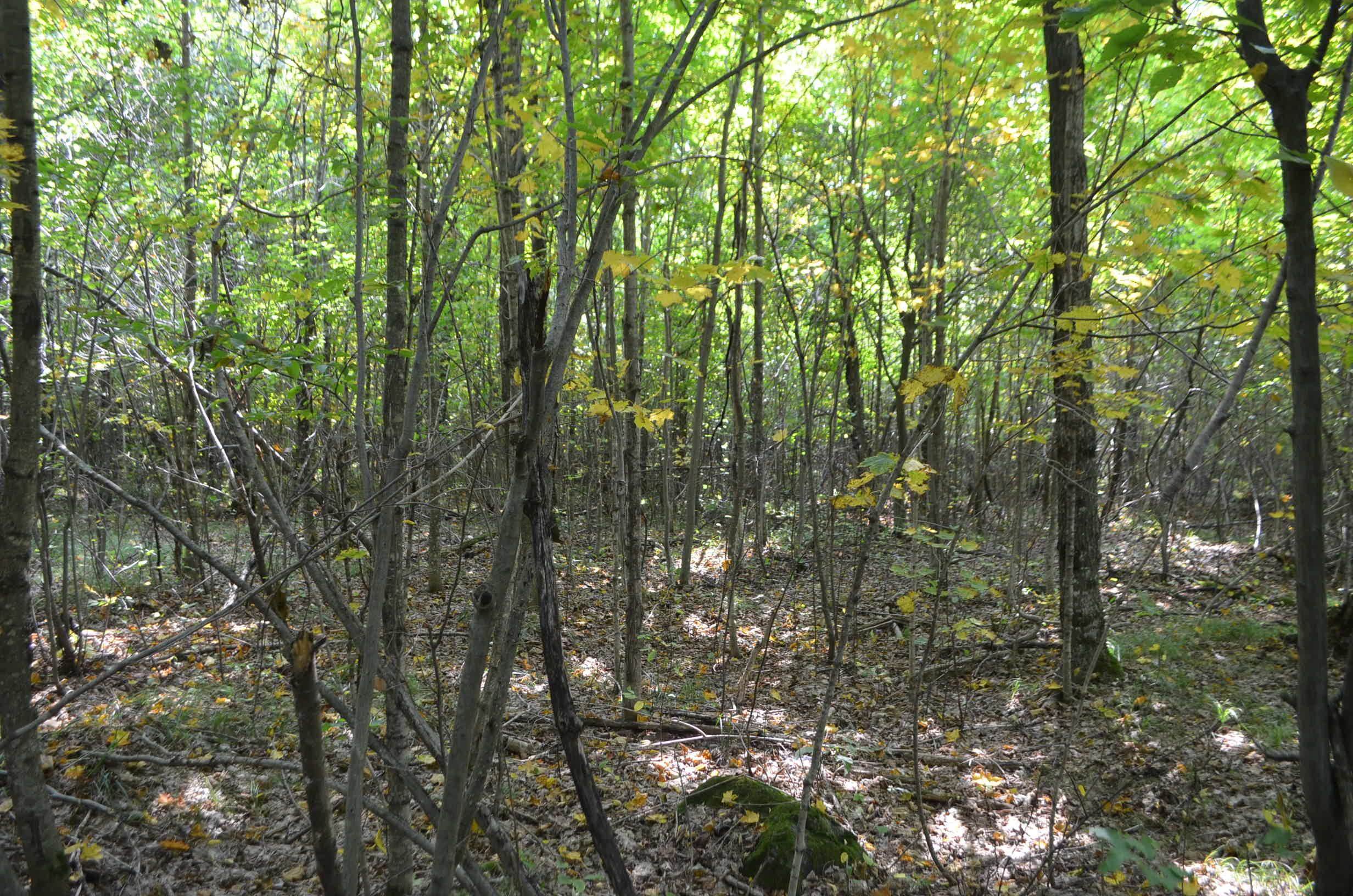 Peterson Road Gleason, WI 54435 - Photo 59 of 68