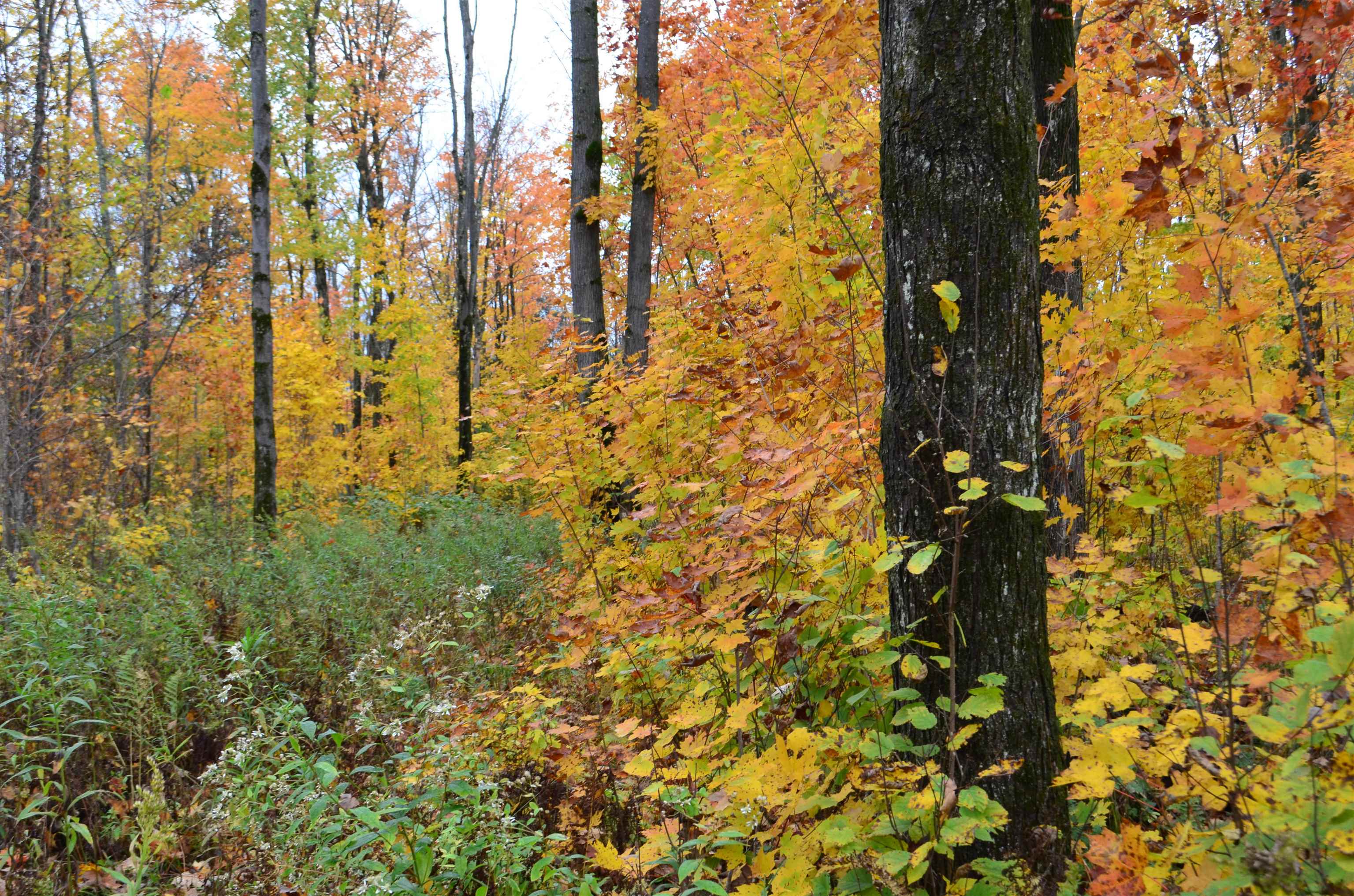 Peterson Road Gleason, WI 54435 - Photo 60 of 68