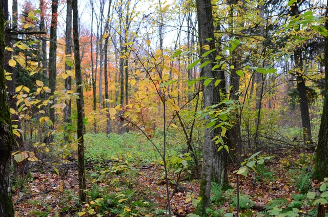 $429,900 | Peterson Road, Gleason, WI 54435