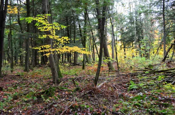 $429,900 | Peterson Road, Gleason, WI 54435