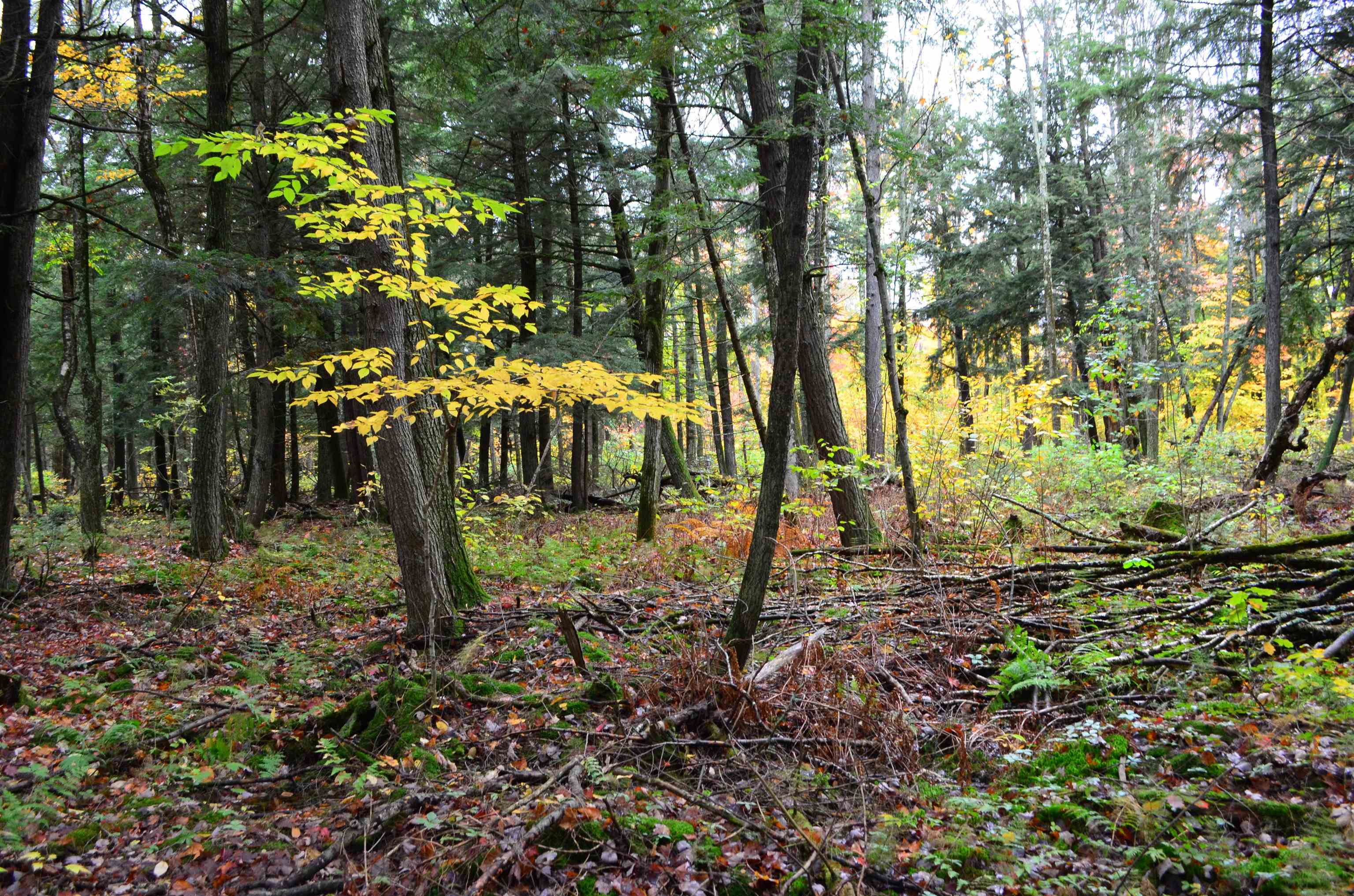 Peterson Road Gleason, WI 54435 - Photo 63 of 68