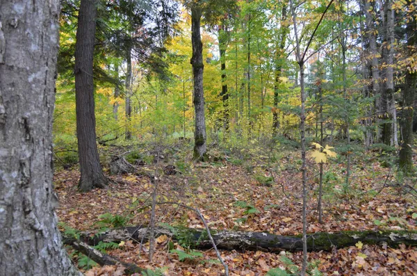 $429,900 | Peterson Road, Gleason, WI 54435