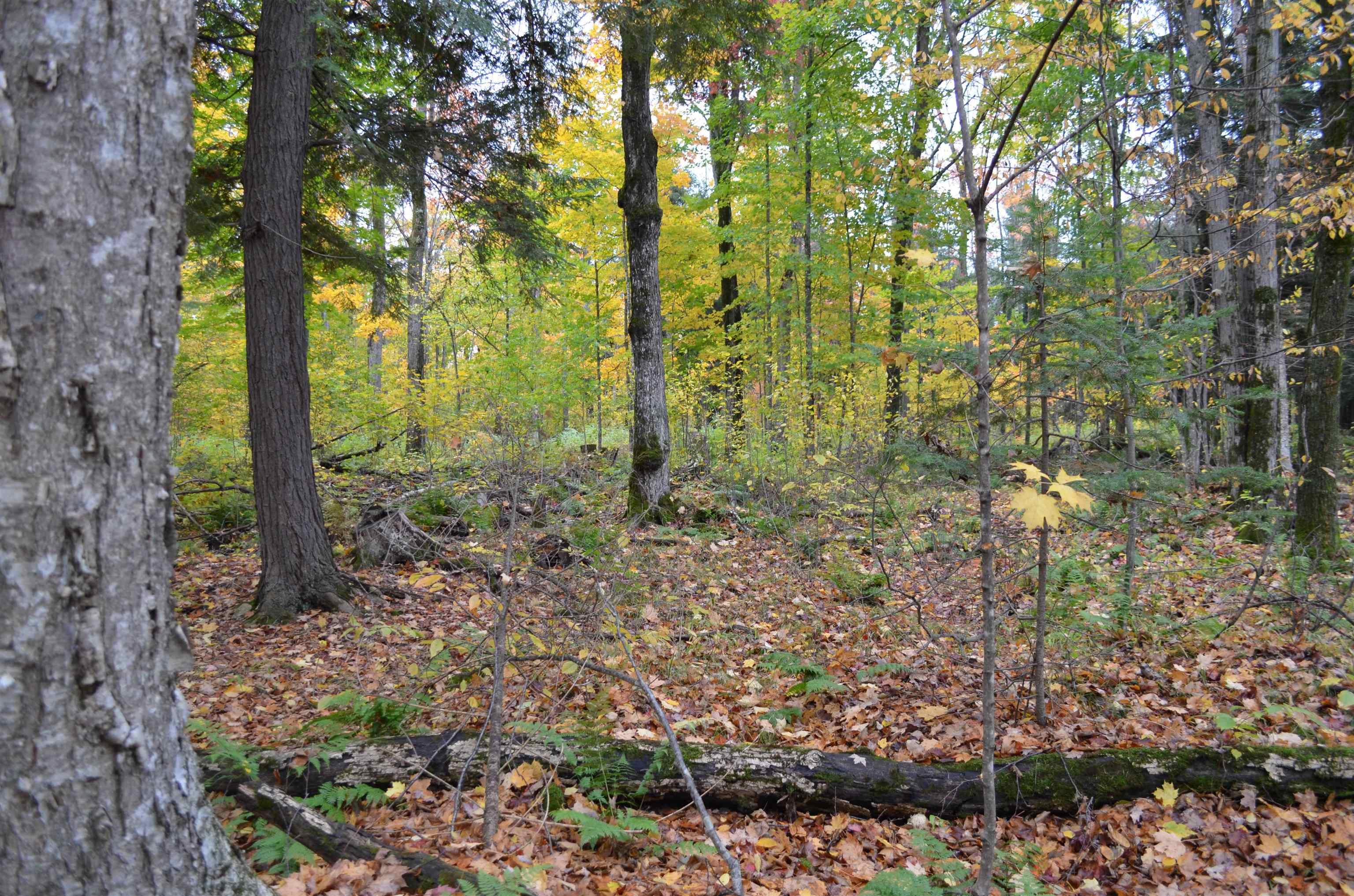 Peterson Road Gleason, WI 54435 - Photo 64 of 68