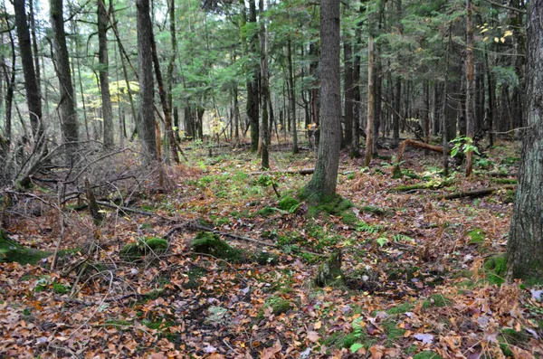 $429,900 | Peterson Road, Gleason, WI 54435
