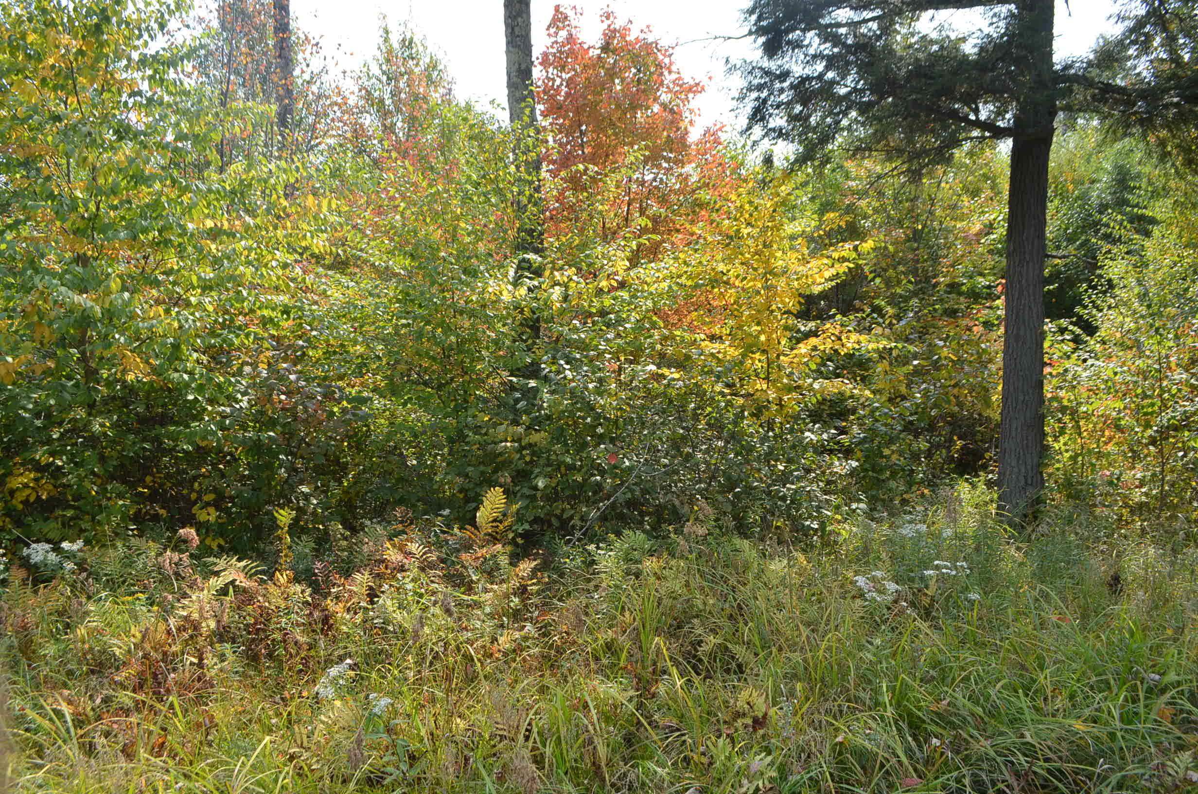 Peterson Road Gleason, WI 54435 - Photo 7 of 68