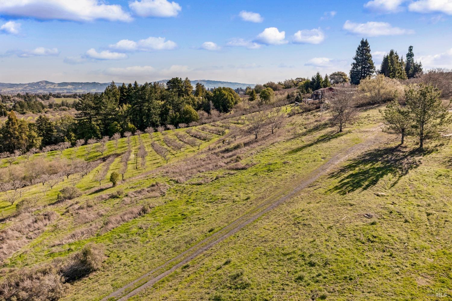 459 Gold Ridge Road Sebastopol, CA 95472 - Photo 17 of 29 a view of a dry yard with trees