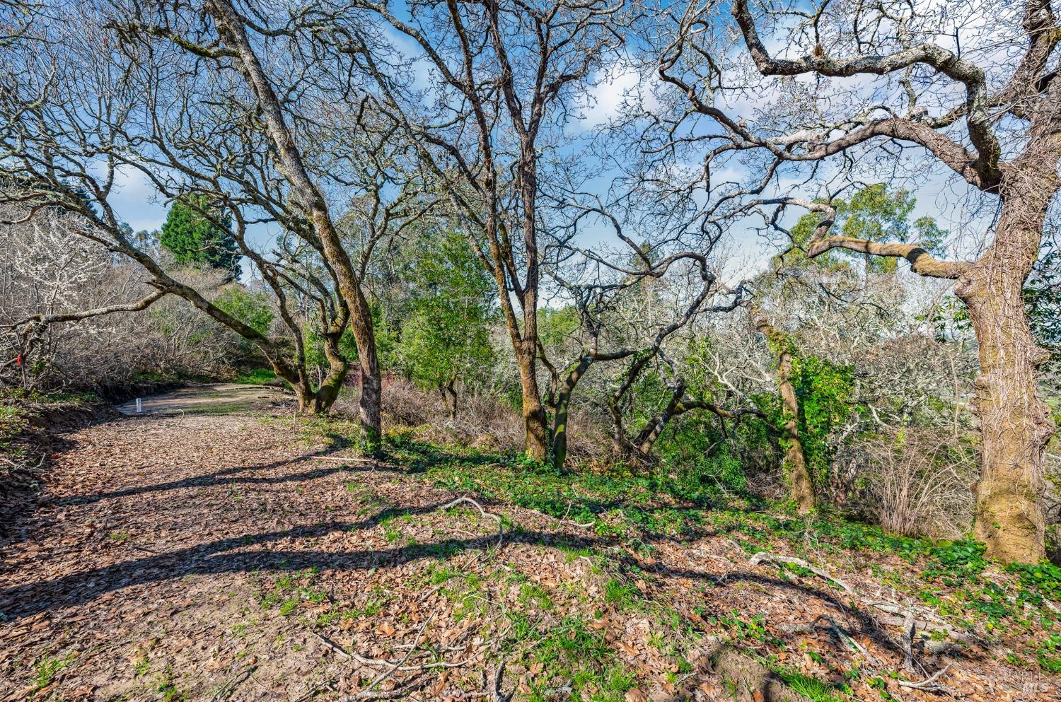 459 Gold Ridge Road Sebastopol, CA 95472 - Photo 25 of 29 a view of backyard of house