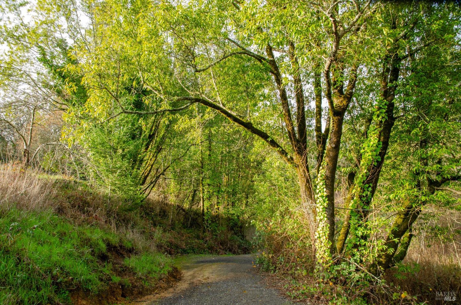 459 Gold Ridge Road Sebastopol, CA 95472 - Photo 7 of 29 a backyard of a house with lots of trees