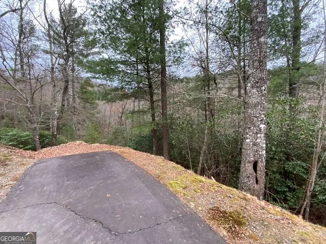 a view of the forest