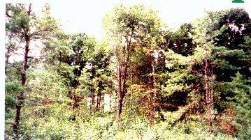 Primary Photo