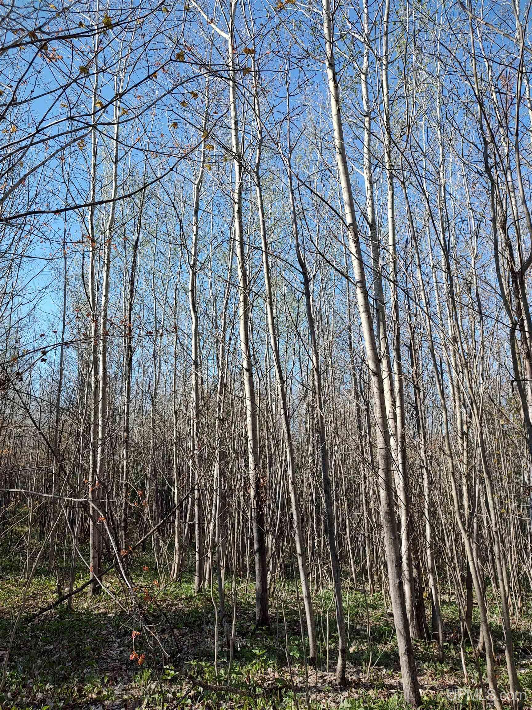 Tbd Tbd Schooner Road Ontonagon, MI 49953 - Photo 23 of 44