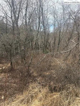 a view of a yard with trees