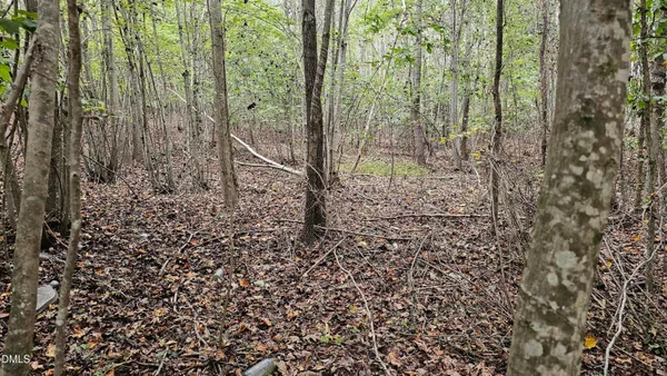 a view of a forest that has large trees
