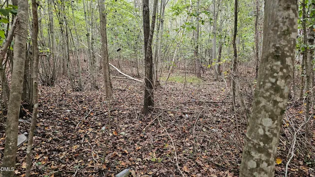 a view of a forest that has large trees