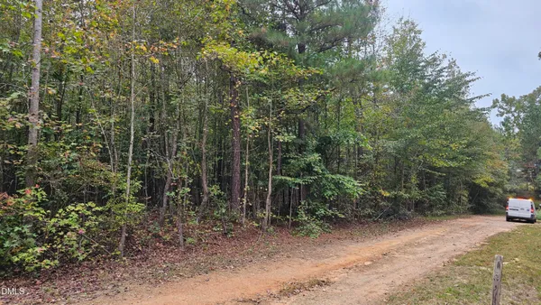 a view of a forest with trees in the background