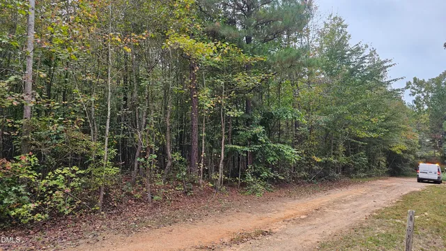 a view of a forest with trees in the background