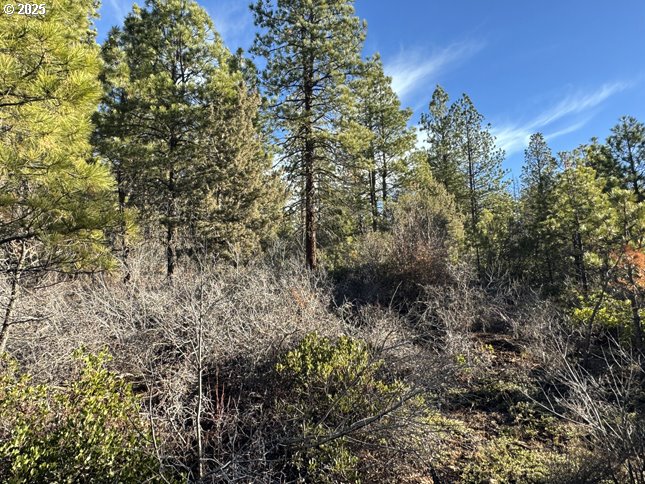 a view of a forest with lots of trees