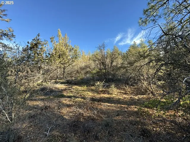 a view of a yard with a tree