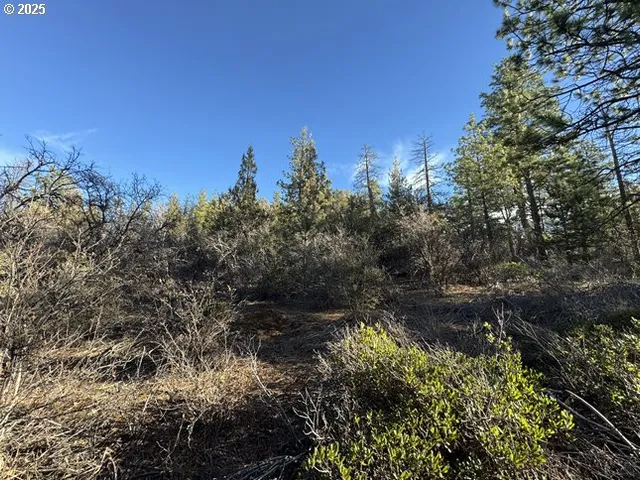 a view of a forest filled with trees