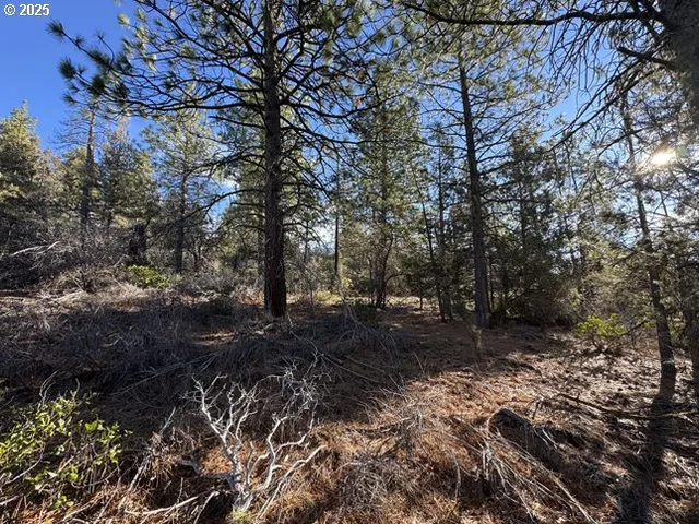 a view of a yard with a tree