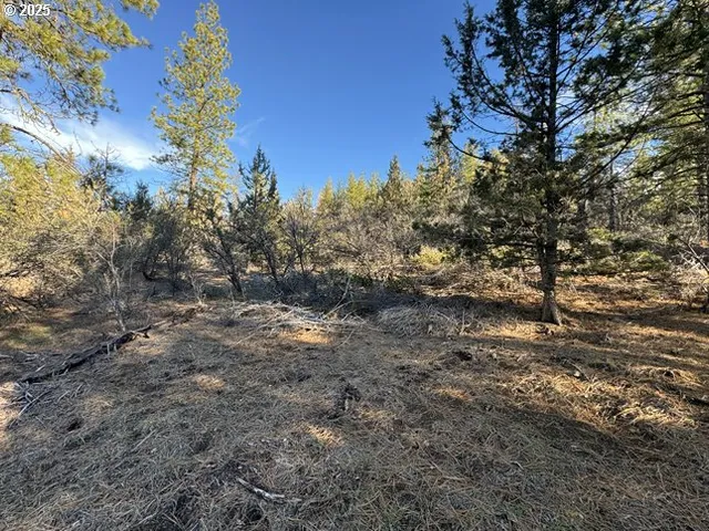 a view of a yard with large trees