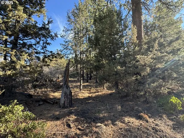 a view of a yard with trees