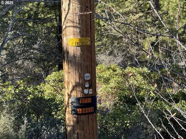 a view of a forest filled with trees