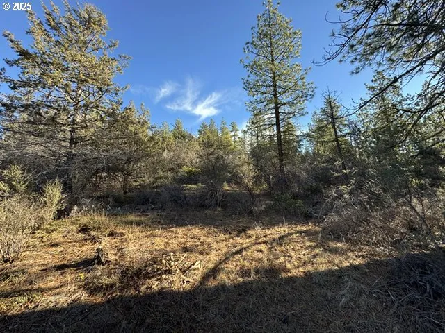 a view of a yard with trees