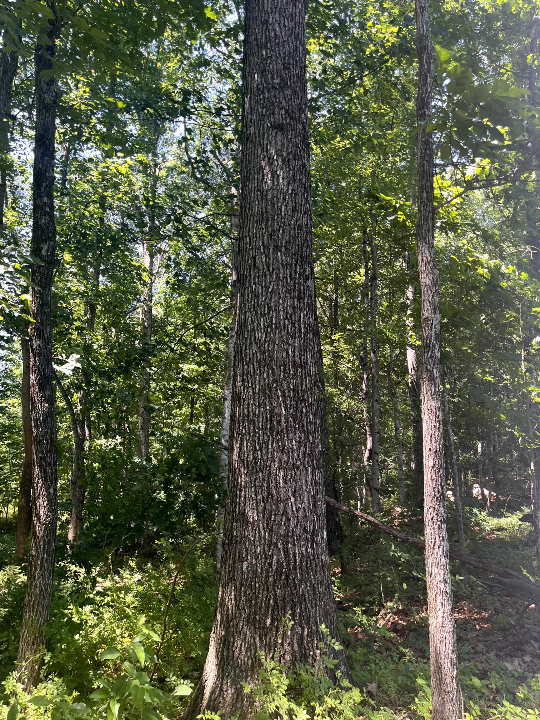 Tbd Spottswood Road Raphine, VA 24472 - Photo 4 of 11