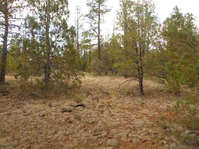 212 - 016a Lakeside, AZ 85929 - Photo 1 of 4 a view of a forest with trees in the background