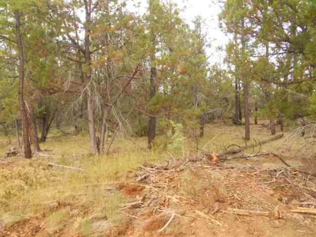 212 - 016a Lakeside, AZ 85929 - Photo 3 of 4 a view of a yard with large trees