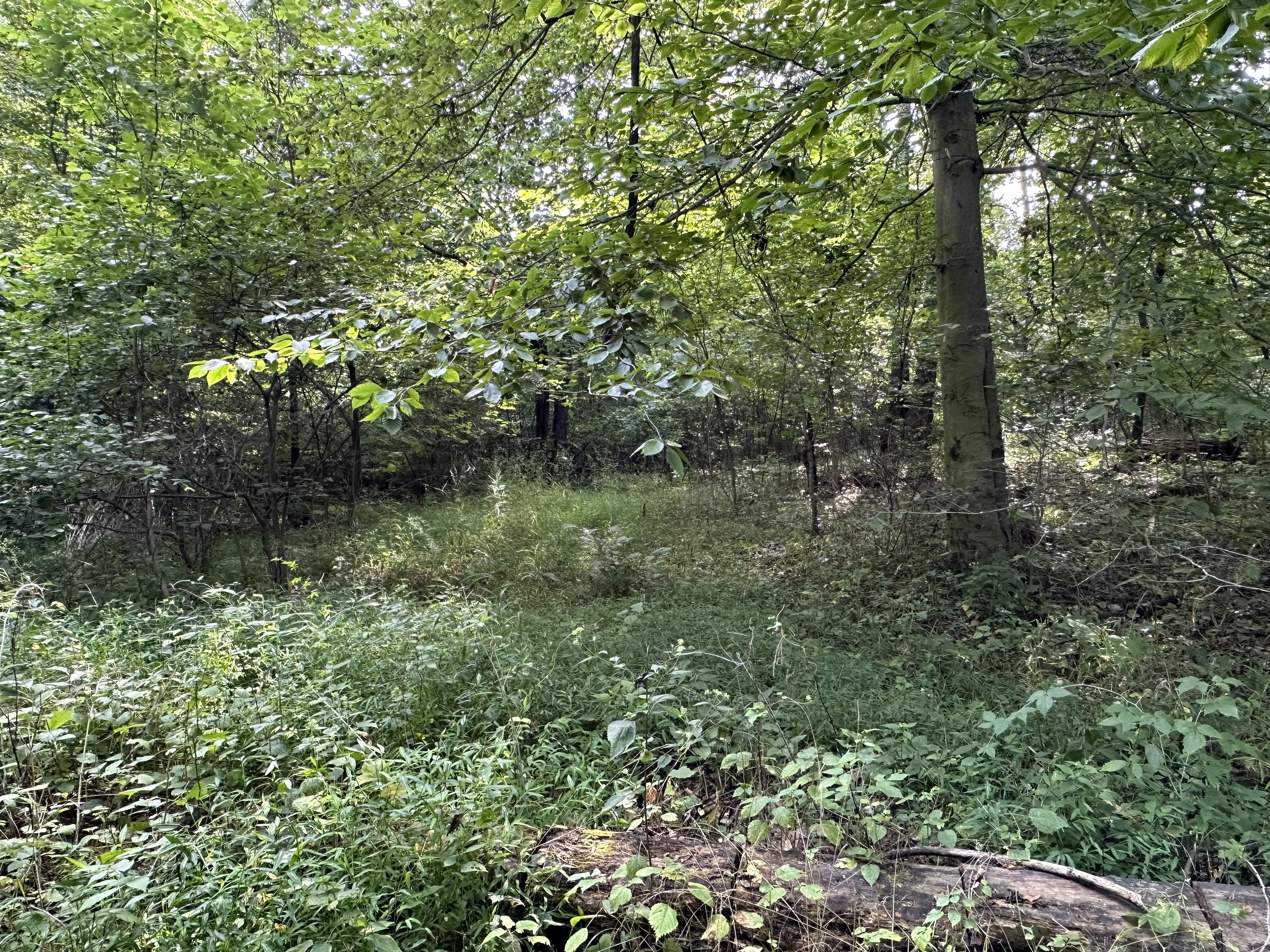 7980 North Oak Ridge Road Morgantown, IN 46160 - Photo 2 of 17