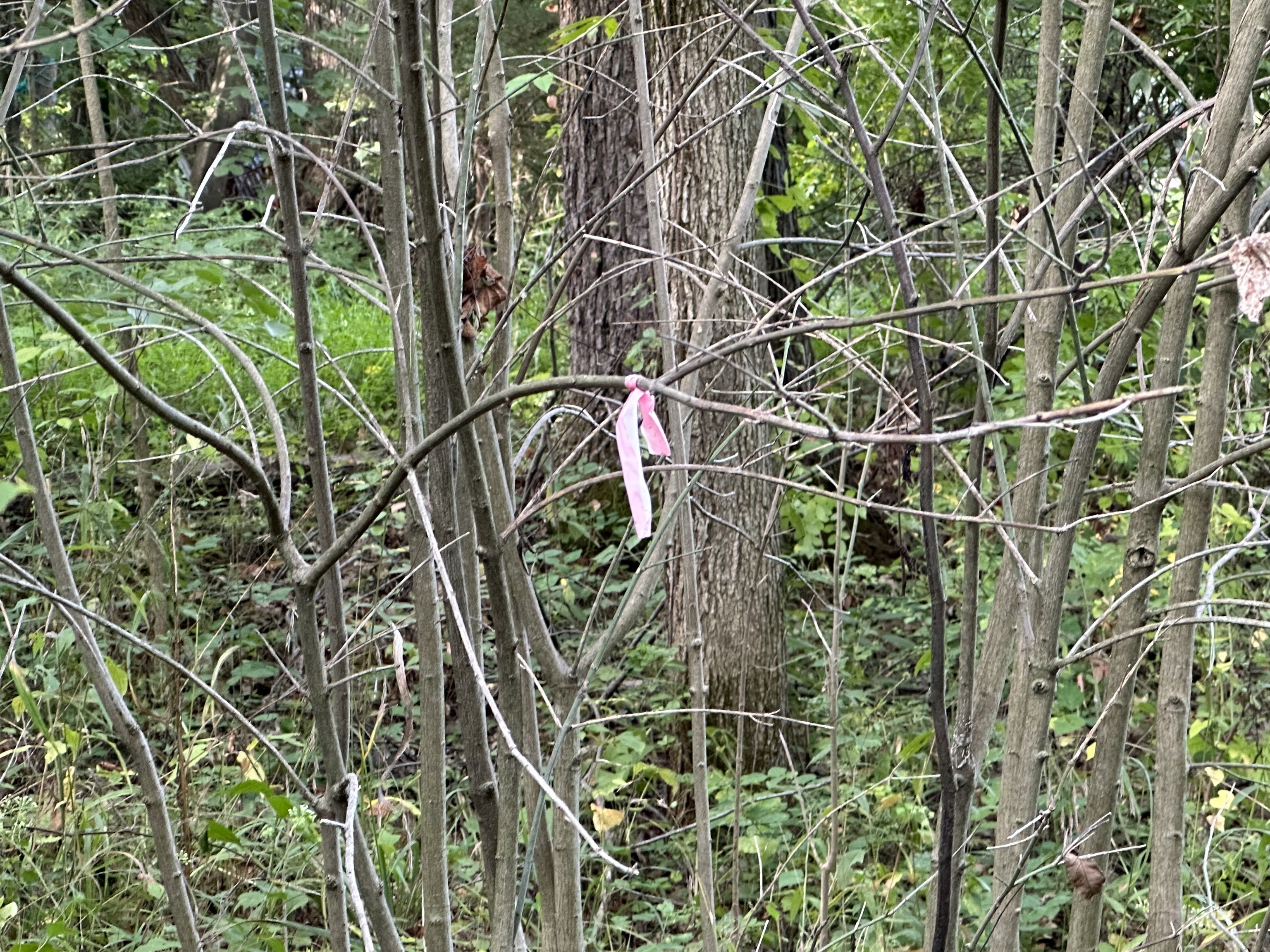 7980 North Oak Ridge Road Morgantown, IN 46160 - Photo 5 of 17