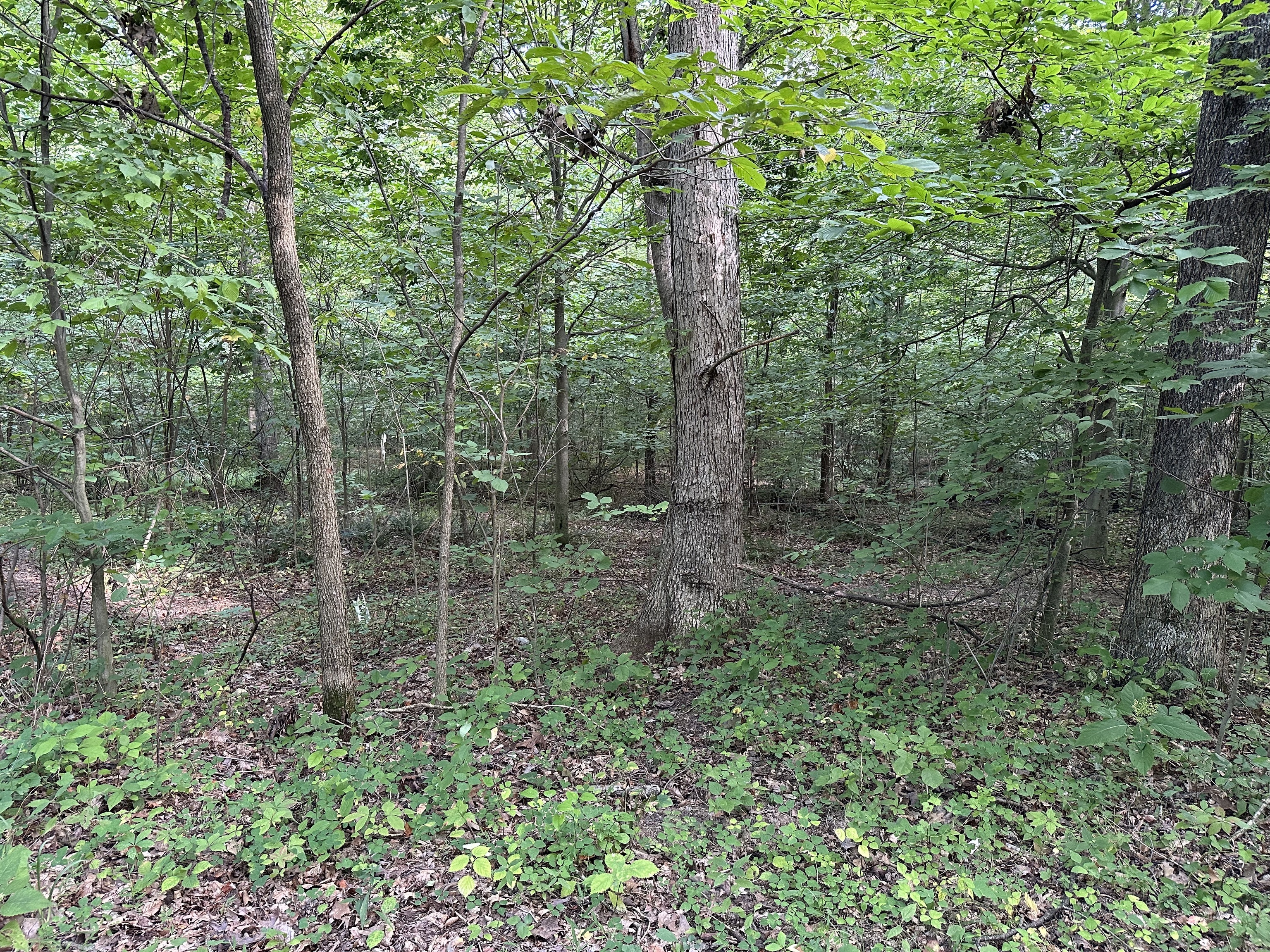 7980 North Oak Ridge Road Morgantown, IN 46160 - Photo 6 of 17