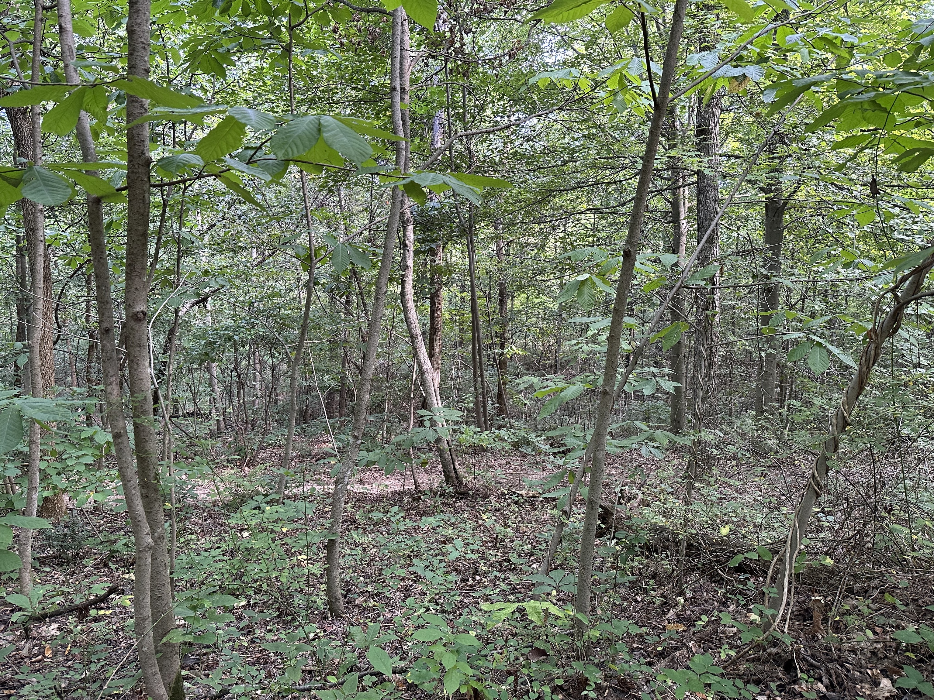 7980 North Oak Ridge Road Morgantown, IN 46160 - Photo 7 of 17