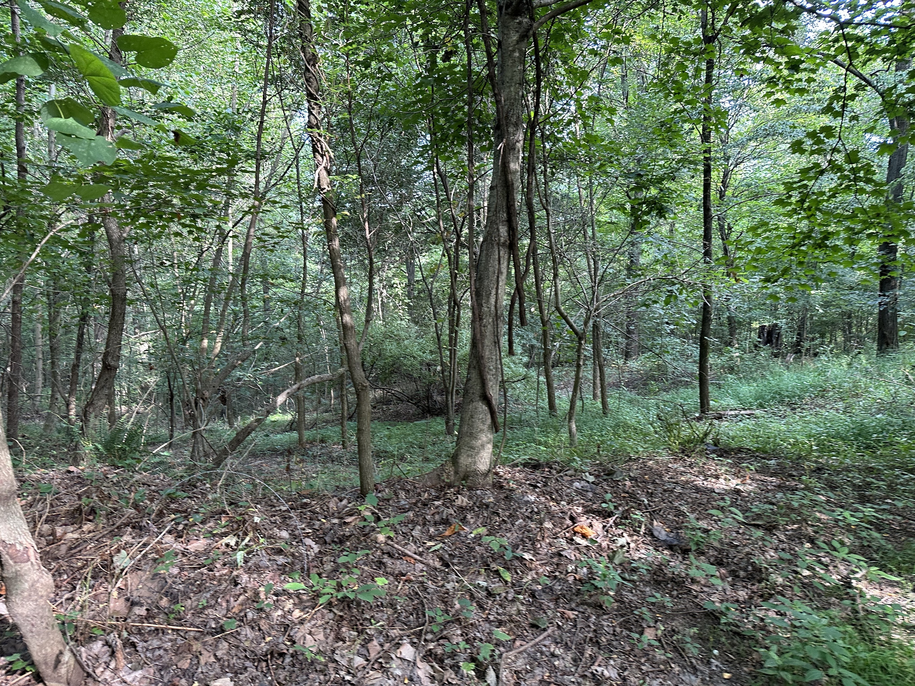 7980 North Oak Ridge Road Morgantown, IN 46160 - Photo 10 of 17