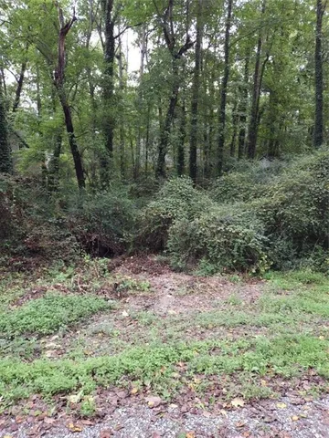 a view of a forest with trees in the background