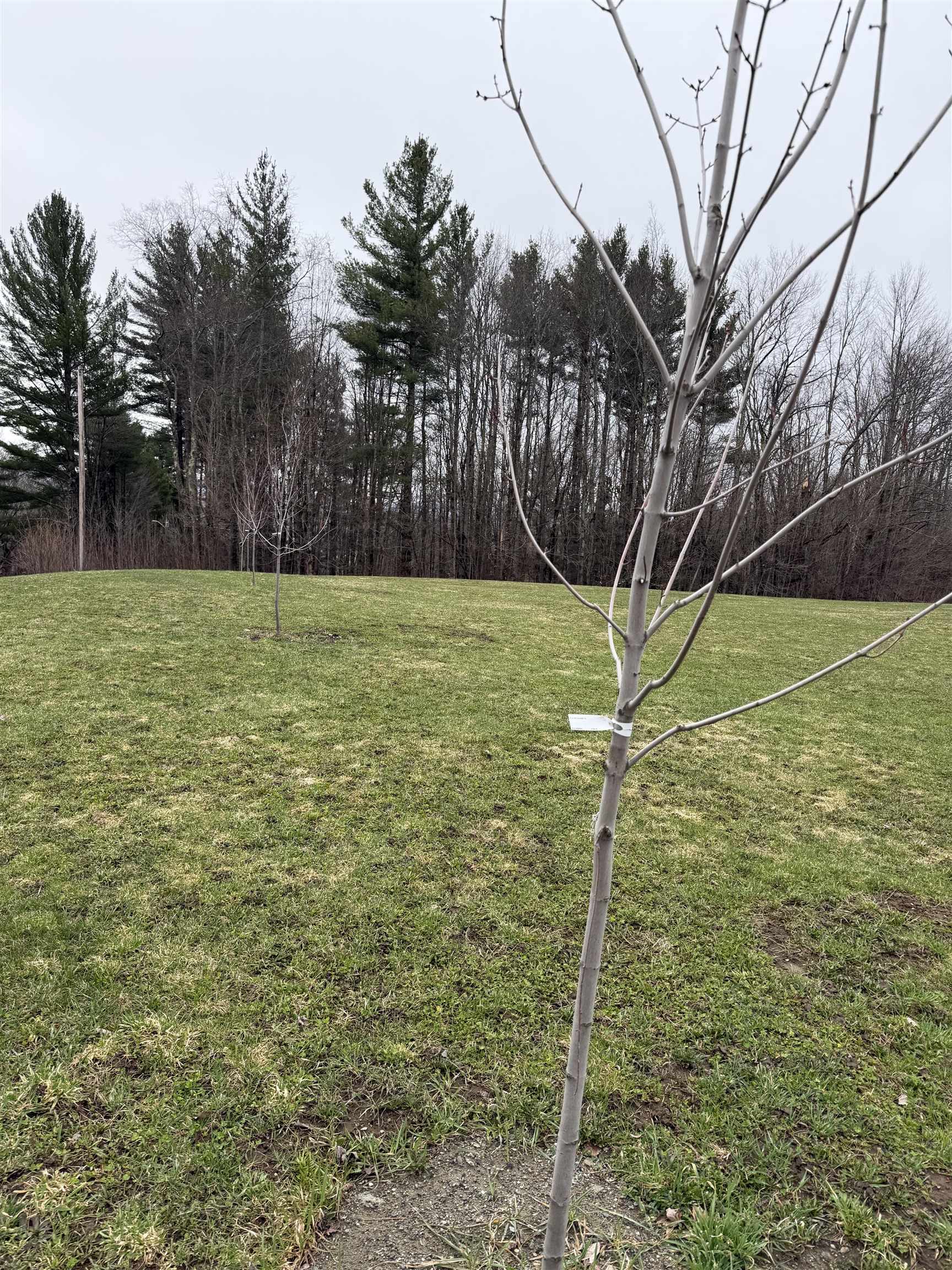315 North Hill Road Westfield, VT 05874 - Photo 4 of 26