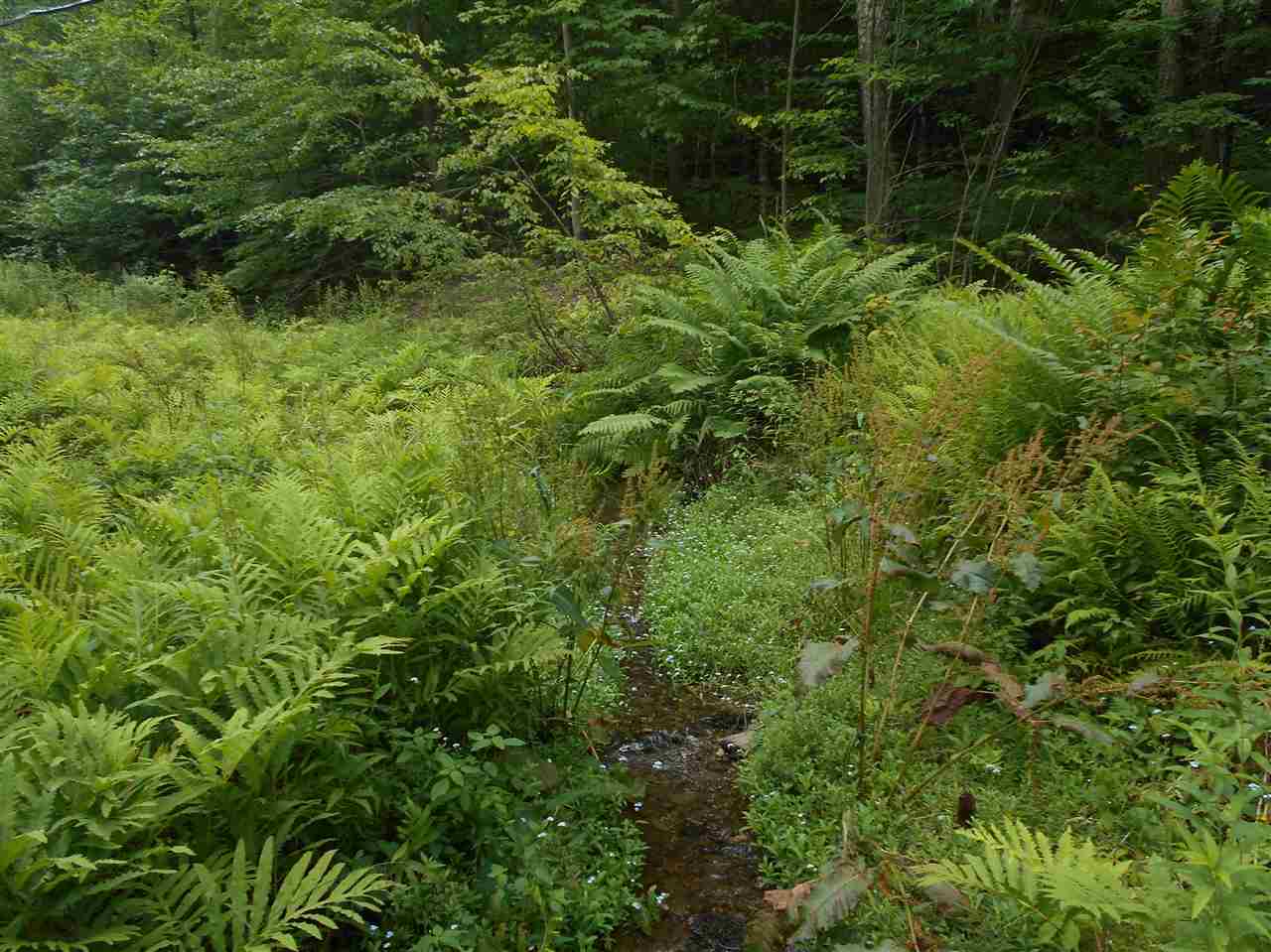 1917 West Sandgate Road Sandgate, VT 05250 - Photo 6 of 10 Gallery Image 6