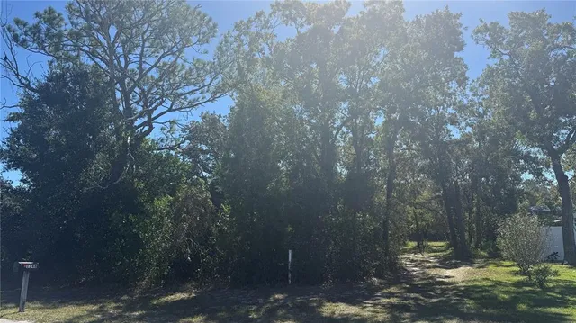 a view of a forest filled with trees