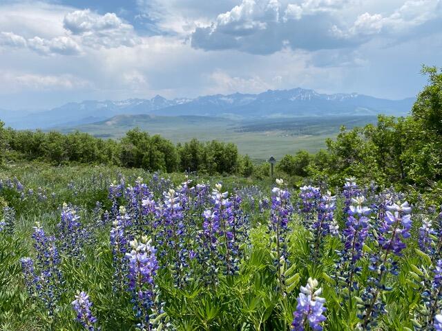 Tbd Tbd Hull Ridge Road Montrose, CO 81403 - Photo 2 of 14 a view of a lush green field with lots of flower in it
