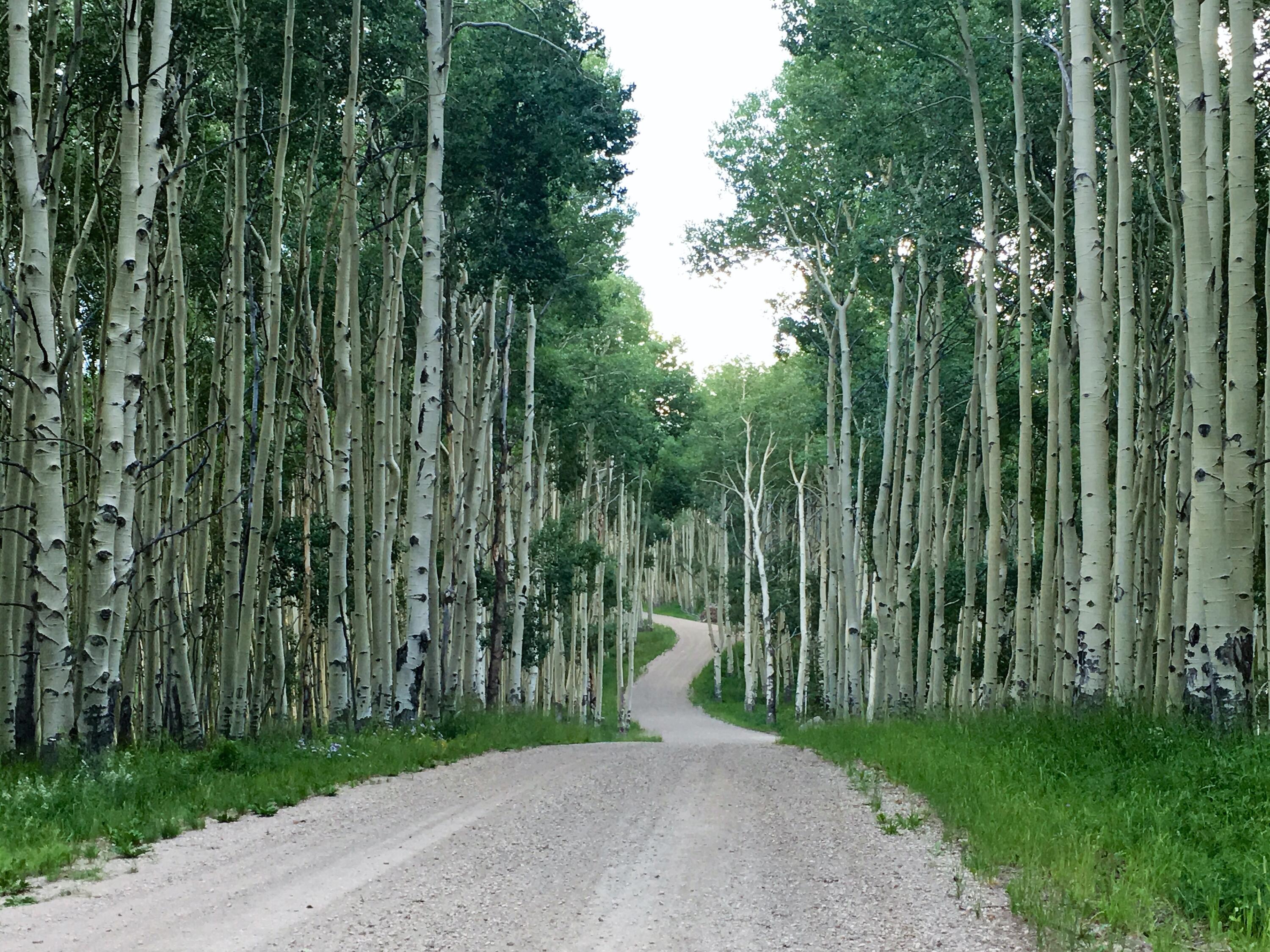 Tbd Tbd Hull Ridge Road Montrose, CO 81403 - Photo 9 of 14 a view of a street with a trees