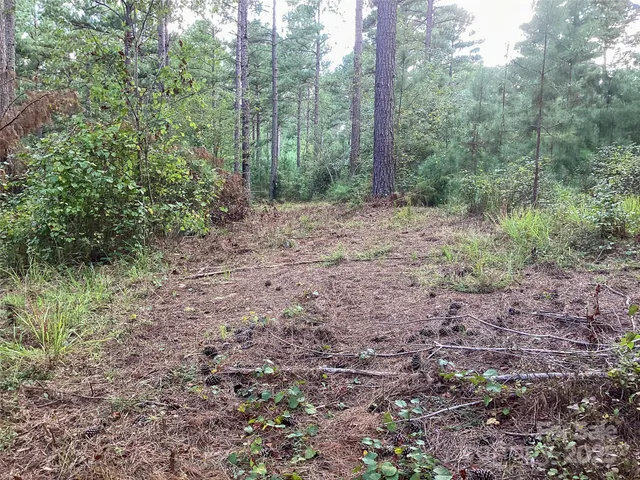 a view of a forest with trees in the background